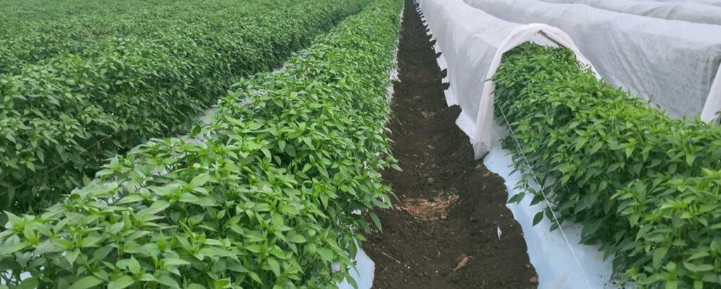 Agriculture project consultancy