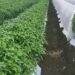 Agriculture project consultancy