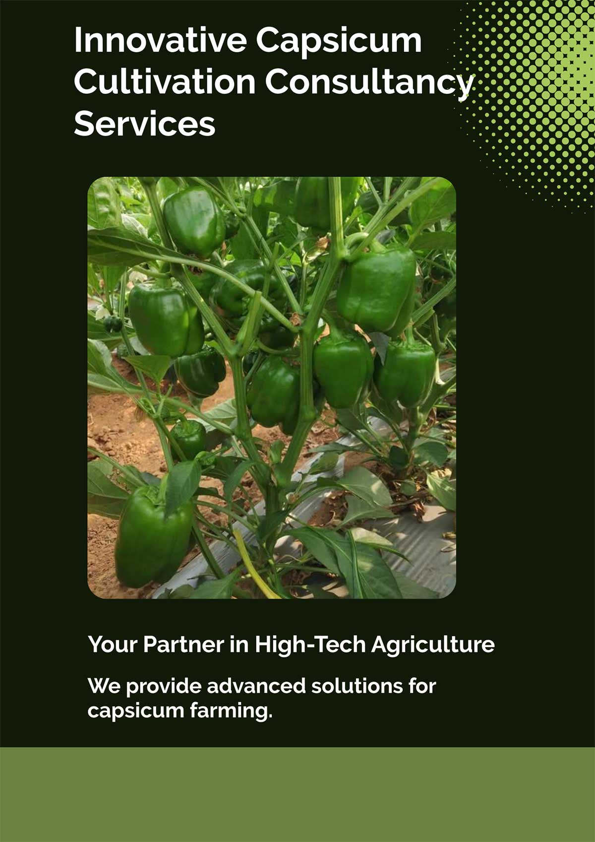 Flyer---Innovative-Capsicum-Cultivation-Consultancy-Services