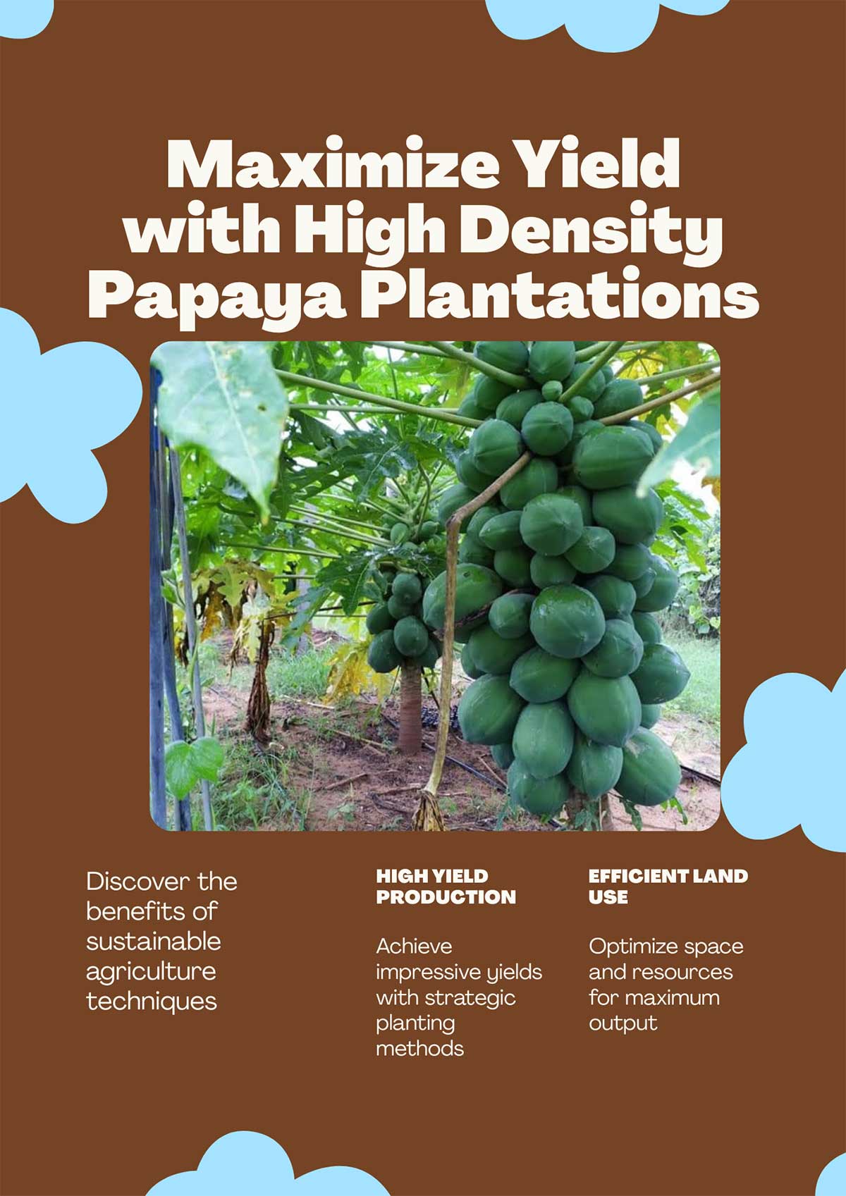 Flyer---Maximize-Yield-with-High-Density-Papaya-Plantations
